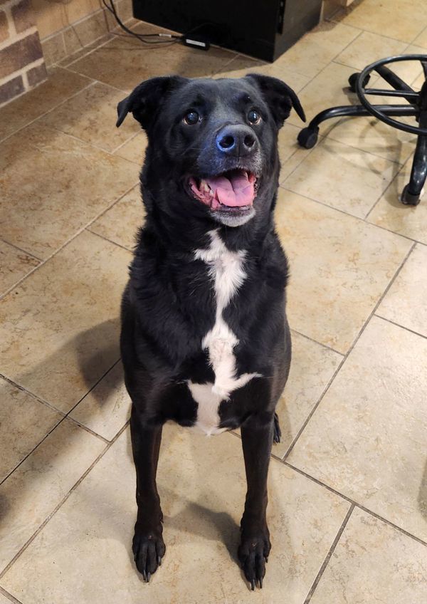 Buxton, an adoptable Labrador Retriever in Duluth, MN, 55802 | Photo Image 3