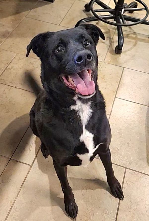 Buxton, an adoptable Labrador Retriever in Duluth, MN, 55802 | Photo Image 4