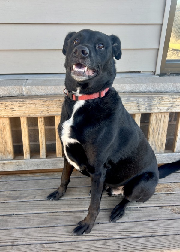 Buxton, an adoptable Labrador Retriever in Duluth, MN, 55802 | Photo Image 6