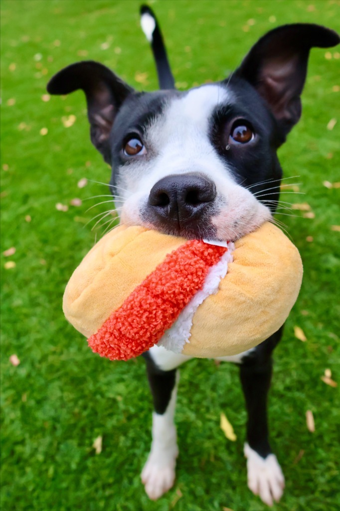 Petunia, an adoptable Pit Bull Terrier in Chico, CA, 95928 | Photo Image 1