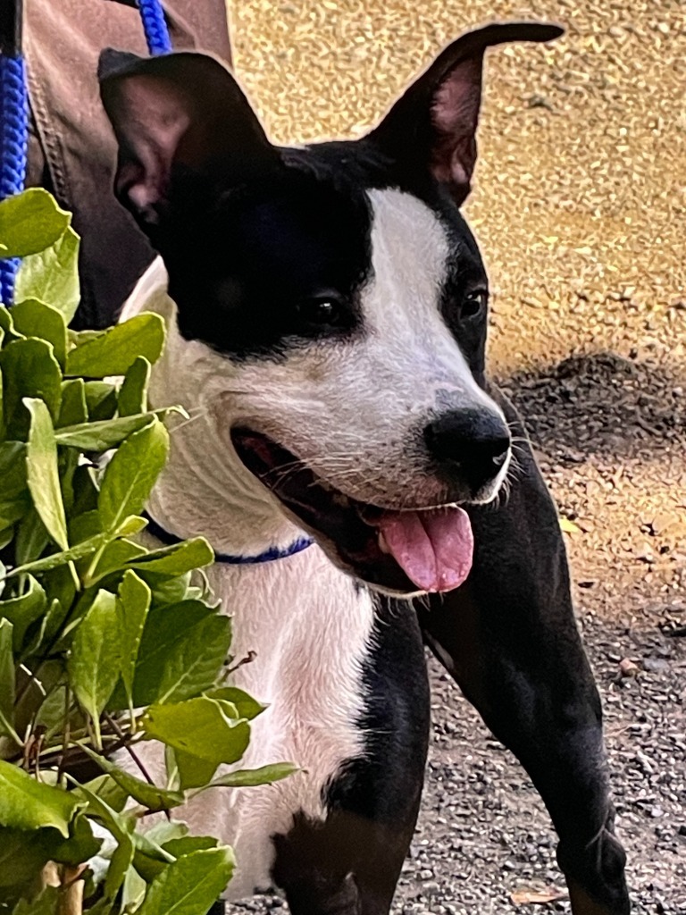 Petunia, an adoptable Pit Bull Terrier in Chico, CA, 95928 | Photo Image 2