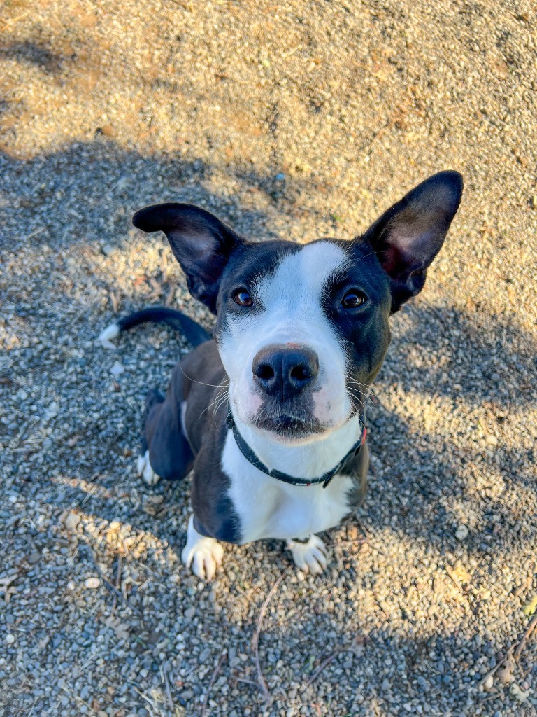 Petunia, an adoptable Pit Bull Terrier in Chico, CA, 95928 | Photo Image 3