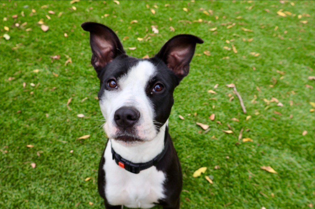 Petunia, an adoptable Pit Bull Terrier in Chico, CA, 95928 | Photo Image 4