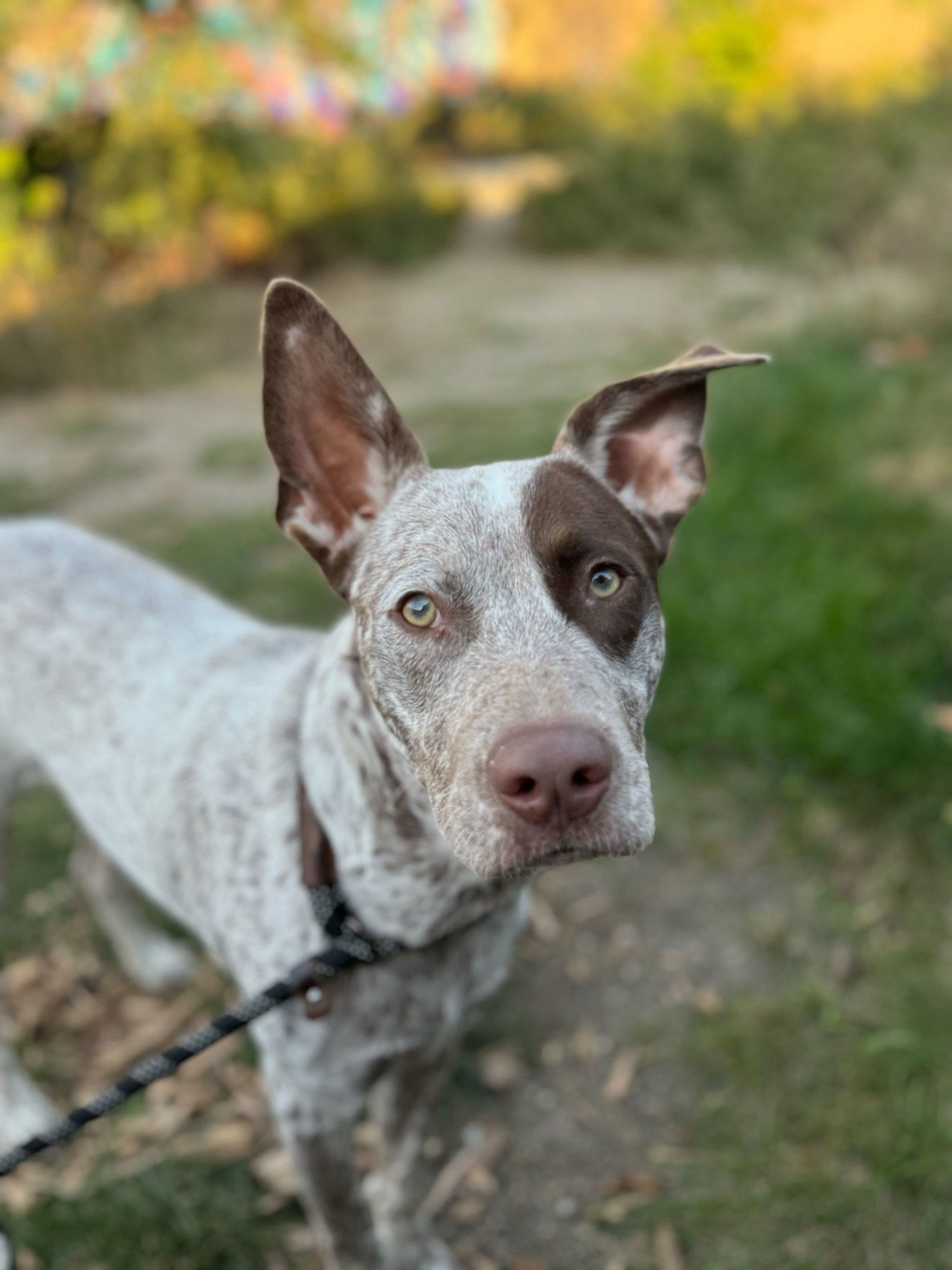 Atlas