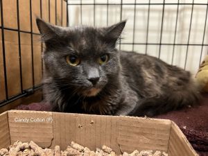 **162-Candy Cotton, Adult Female Domestic Medium Hair
