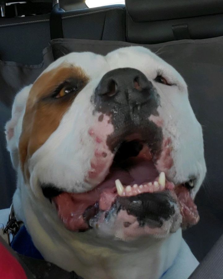 BOOMER 2