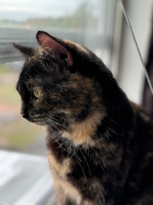 Augusta