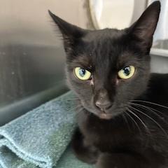 Bridget, an adoptable Domestic Short Hair in Poplar Bluff, MO, 63901 | Photo Image 1