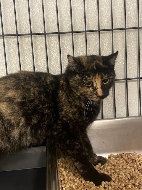 Antelope Cat, an adoptable Domestic Short Hair in Rock Springs, WY, 82901 | Photo Image 1