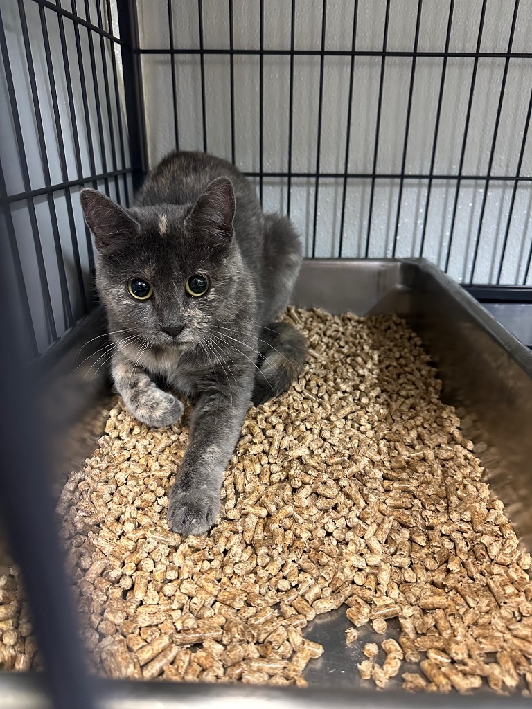 valley view, an adoptable Domestic Medium Hair in Rock Springs, WY, 82901 | Photo Image 1