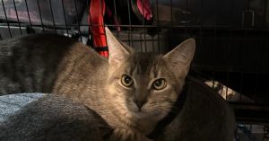Satin, Baby Female Domestic Short Hair