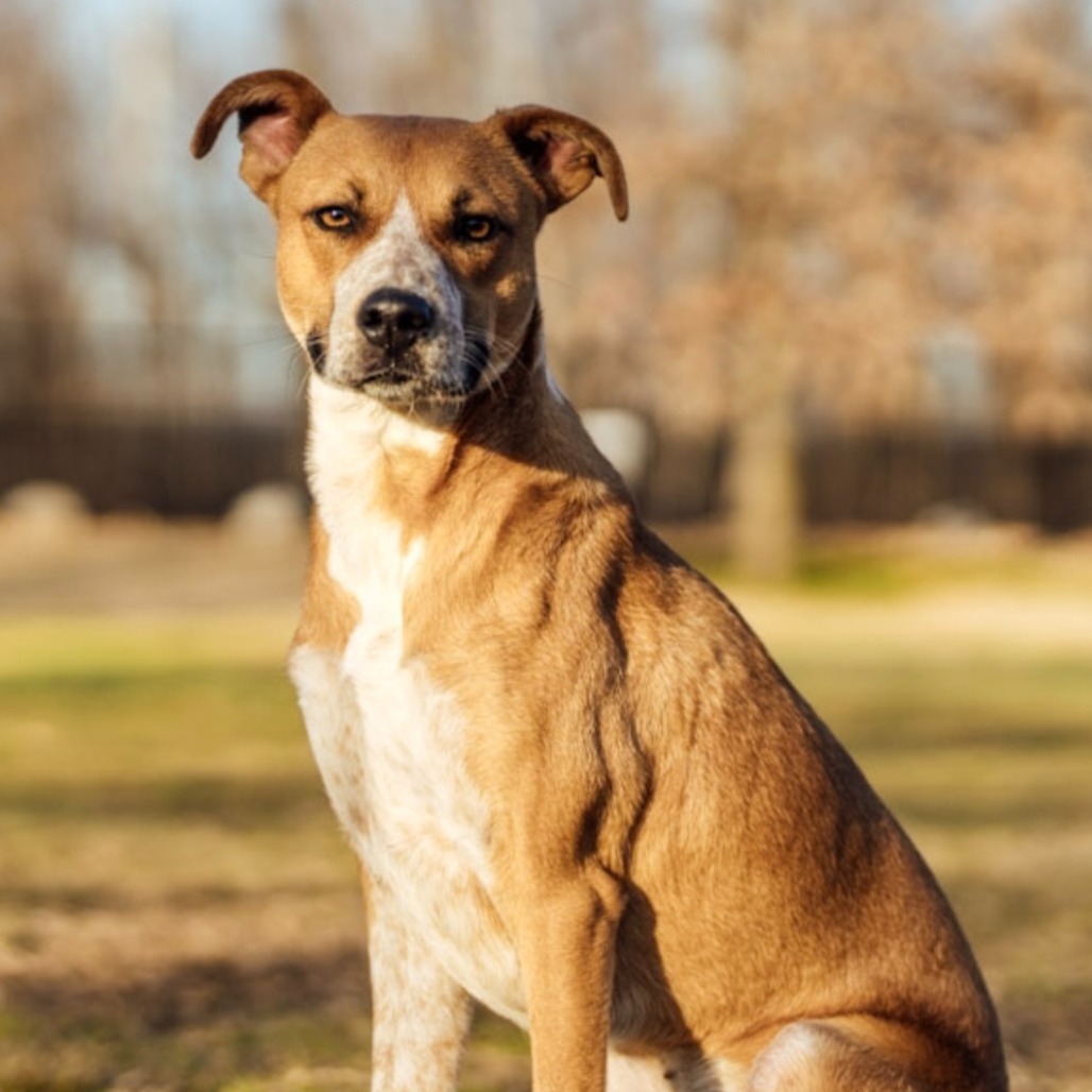 Magnolia, an adoptable Feist, Mixed Breed in Festus, MO, 63028 | Photo Image 1