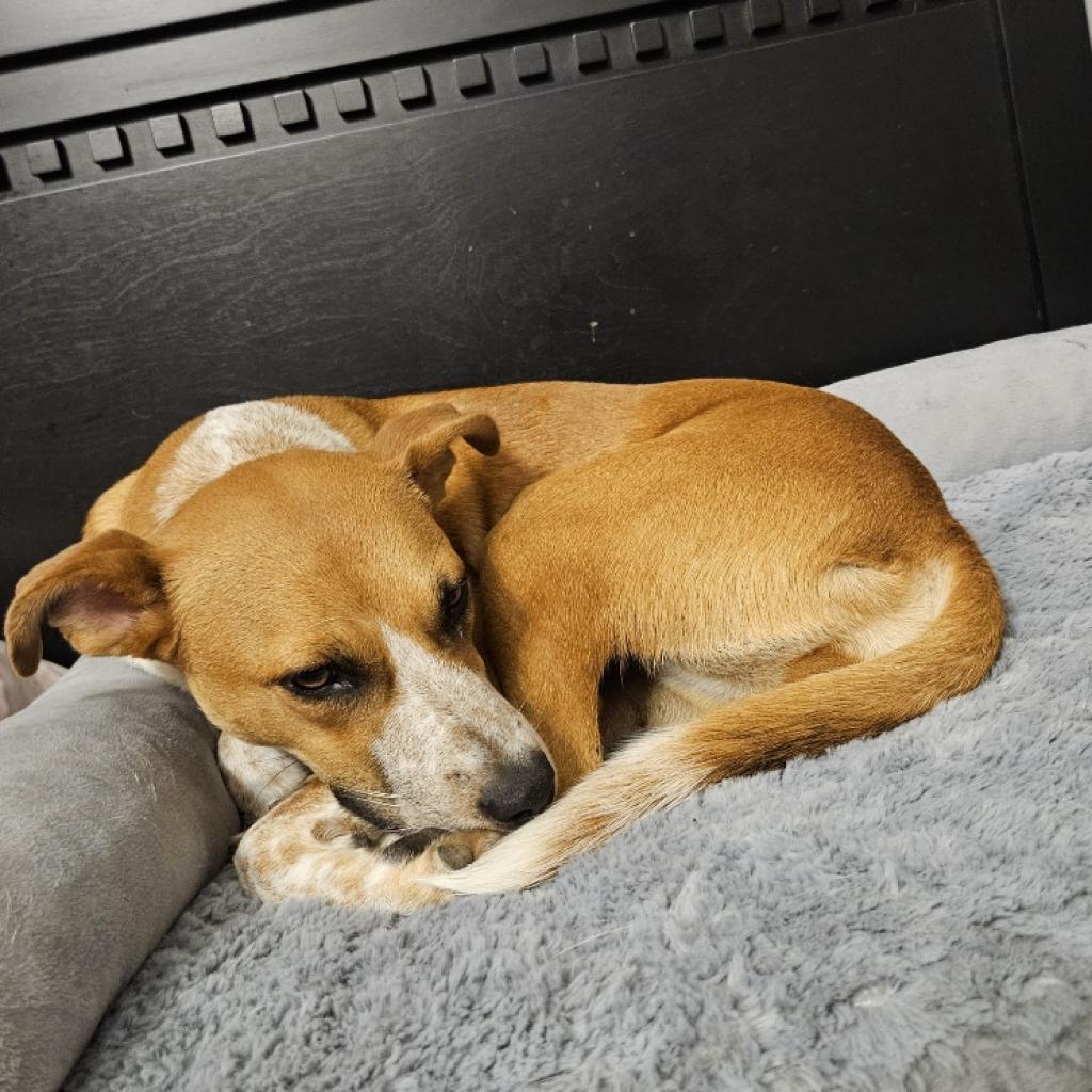Magnolia, an adoptable Feist, Mixed Breed in Festus, MO, 63028 | Photo Image 2