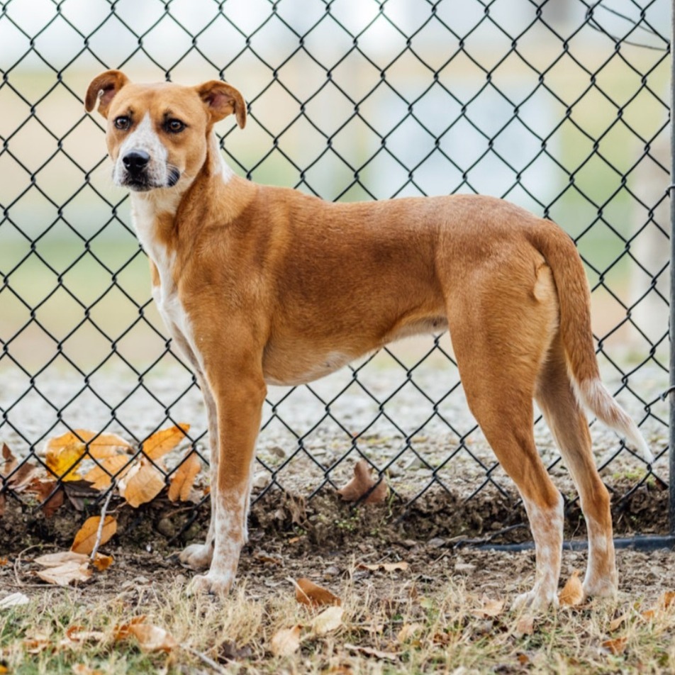 Magnolia, an adoptable Feist, Mixed Breed in Festus, MO, 63028 | Photo Image 3