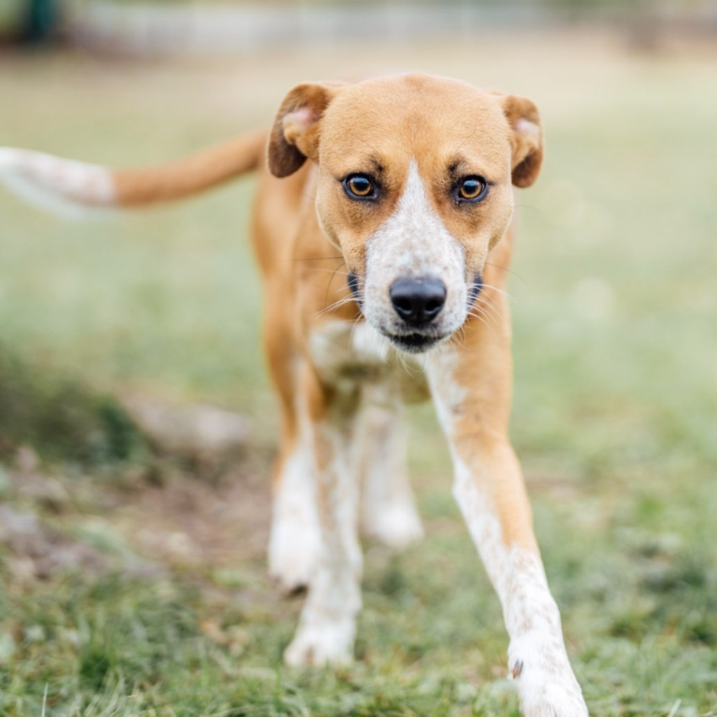 Magnolia, an adoptable Feist, Mixed Breed in Festus, MO, 63028 | Photo Image 4