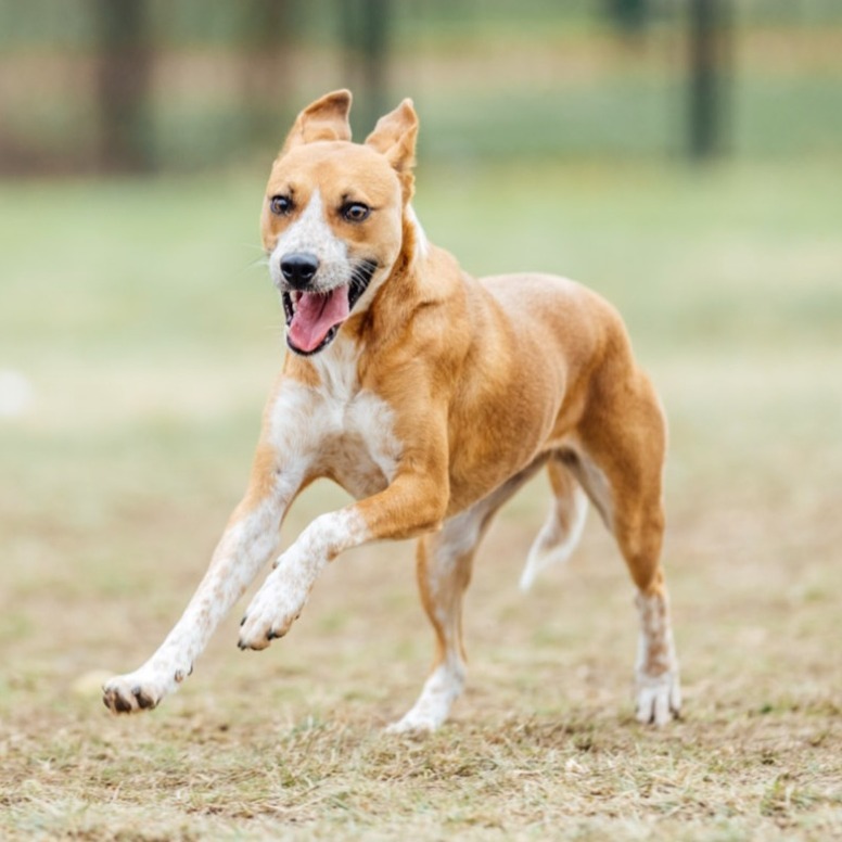 Magnolia, an adoptable Feist, Mixed Breed in Festus, MO, 63028 | Photo Image 5