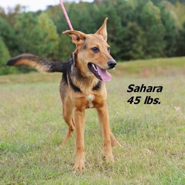 Sahara dog rescue fashion