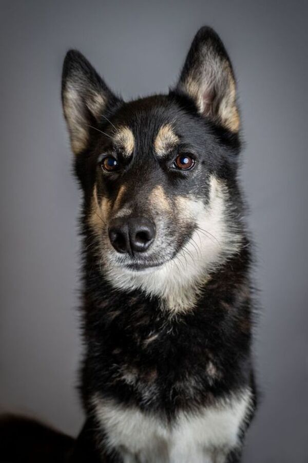 Timber, an adoptable Siberian Husky, German Shepherd Dog in Keswick, ON, L4P 3G1 | Photo Image 1