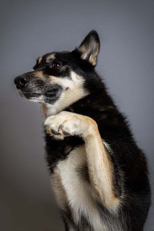 Timber, an adoptable Siberian Husky, German Shepherd Dog in Keswick, ON, L4P 3G1 | Photo Image 2