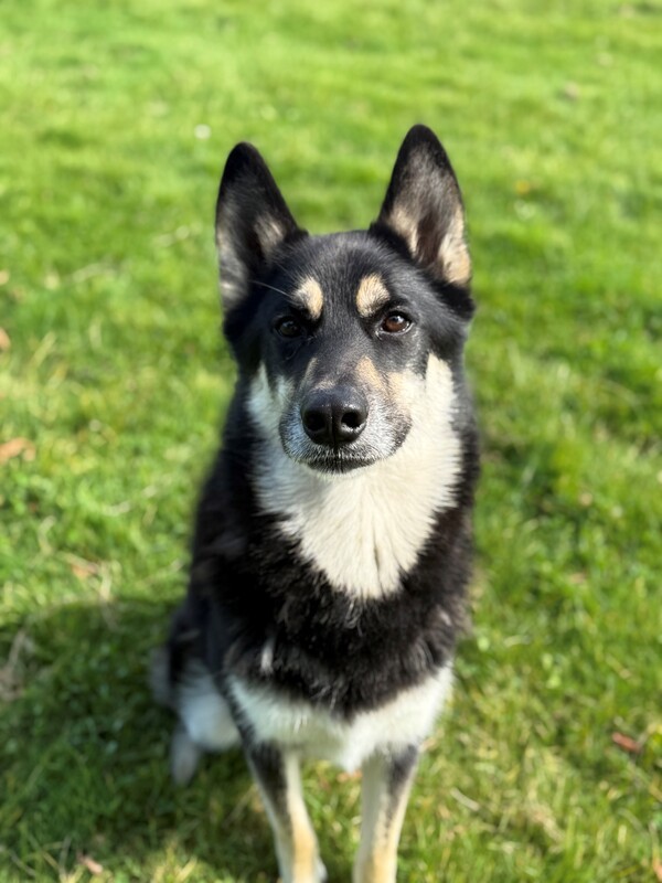 Timber, an adoptable Siberian Husky, German Shepherd Dog in Keswick, ON, L4P 3G1 | Photo Image 3