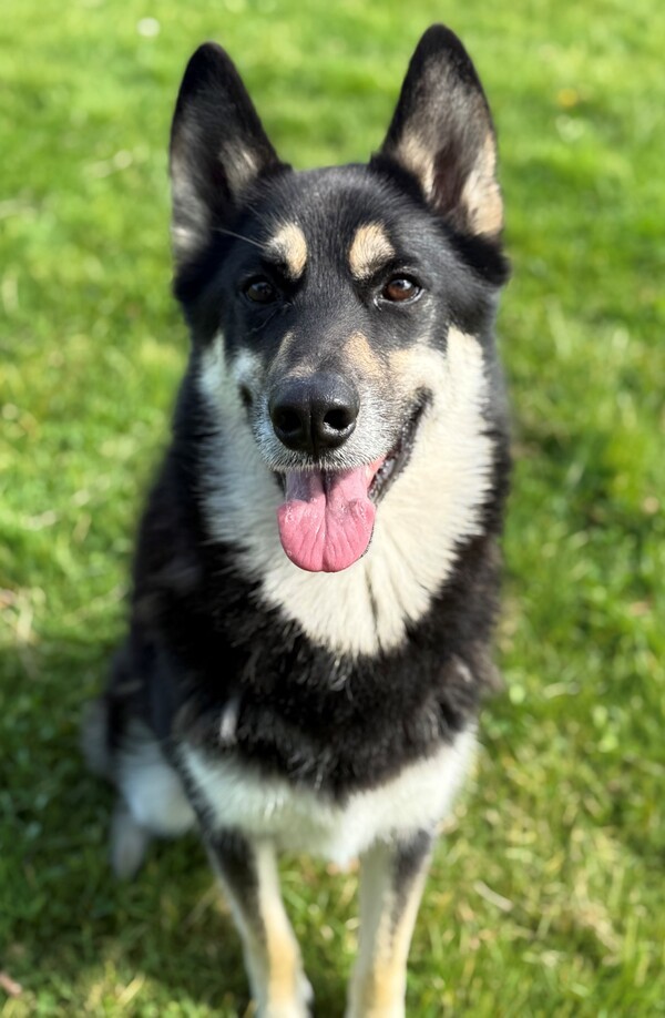 Timber, an adoptable Siberian Husky, German Shepherd Dog in Keswick, ON, L4P 3G1 | Photo Image 4