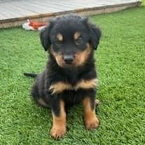 Sirius, an adoptable German Shepherd Dog, Mixed Breed in Calgary, AB, T3C 1W4 | Photo Image 1