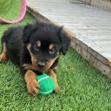 Sirius, an adoptable German Shepherd Dog, Mixed Breed in Calgary, AB, T3C 1W4 | Photo Image 3