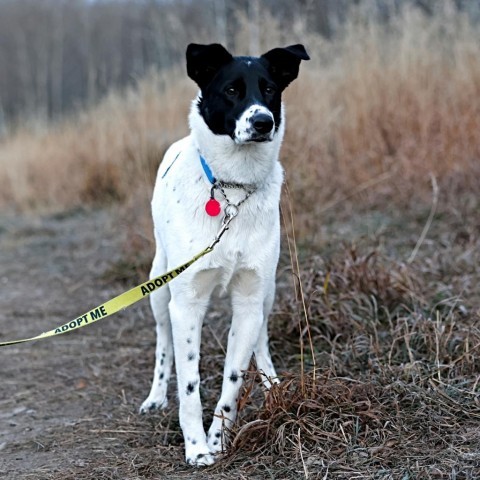 Charlie, an adoptable Border Collie, Mixed Breed in Calgary, AB, T3C 1W4 | Photo Image 1