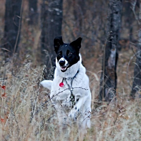 Charlie, an adoptable Border Collie, Mixed Breed in Calgary, AB, T3C 1W4 | Photo Image 2