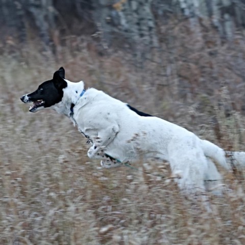 Charlie, an adoptable Border Collie, Mixed Breed in Calgary, AB, T3C 1W4 | Photo Image 3