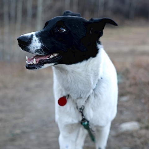 Charlie, an adoptable Border Collie, Mixed Breed in Calgary, AB, T3C 1W4 | Photo Image 4