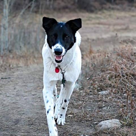 Charlie, an adoptable Border Collie, Mixed Breed in Calgary, AB, T3C 1W4 | Photo Image 5