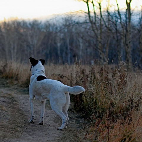 Charlie, an adoptable Border Collie, Mixed Breed in Calgary, AB, T3C 1W4 | Photo Image 6