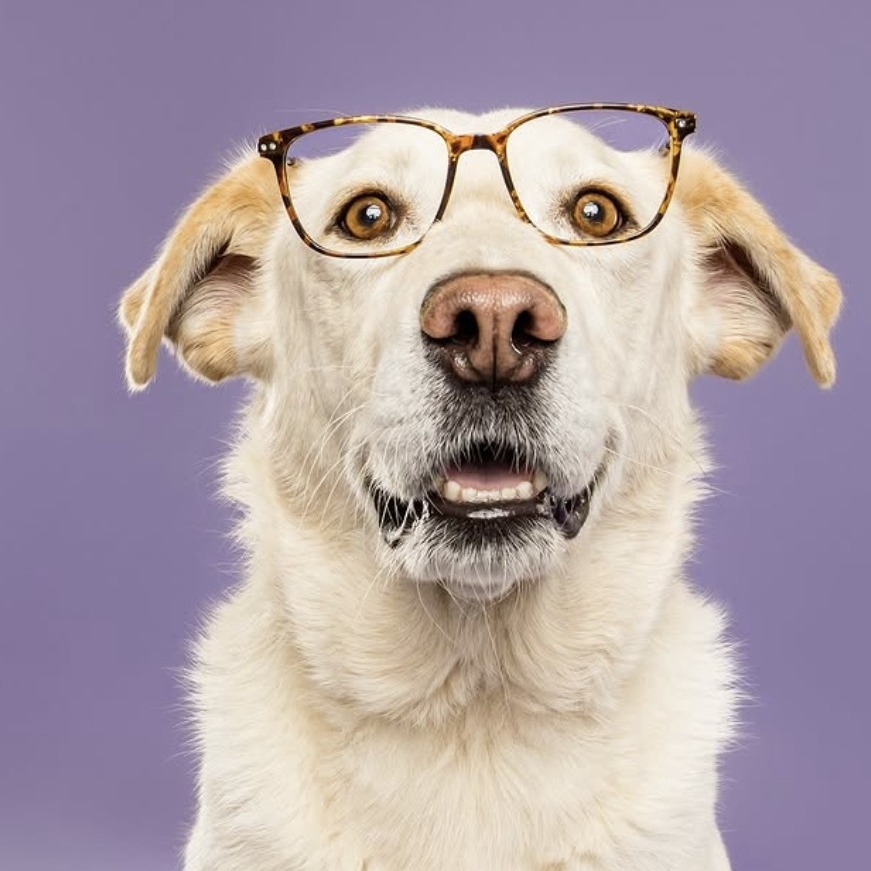 Kola, an adoptable Labrador Retriever in Calgary, AB, T3C 1W4 | Photo Image 1