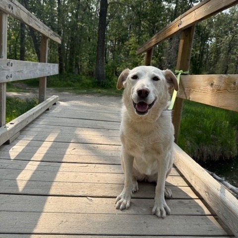 Kola, an adoptable Labrador Retriever in Calgary, AB, T3C 1W4 | Photo Image 1