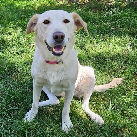 Kola, an adoptable Labrador Retriever in Calgary, AB, T3C 1W4 | Photo Image 3