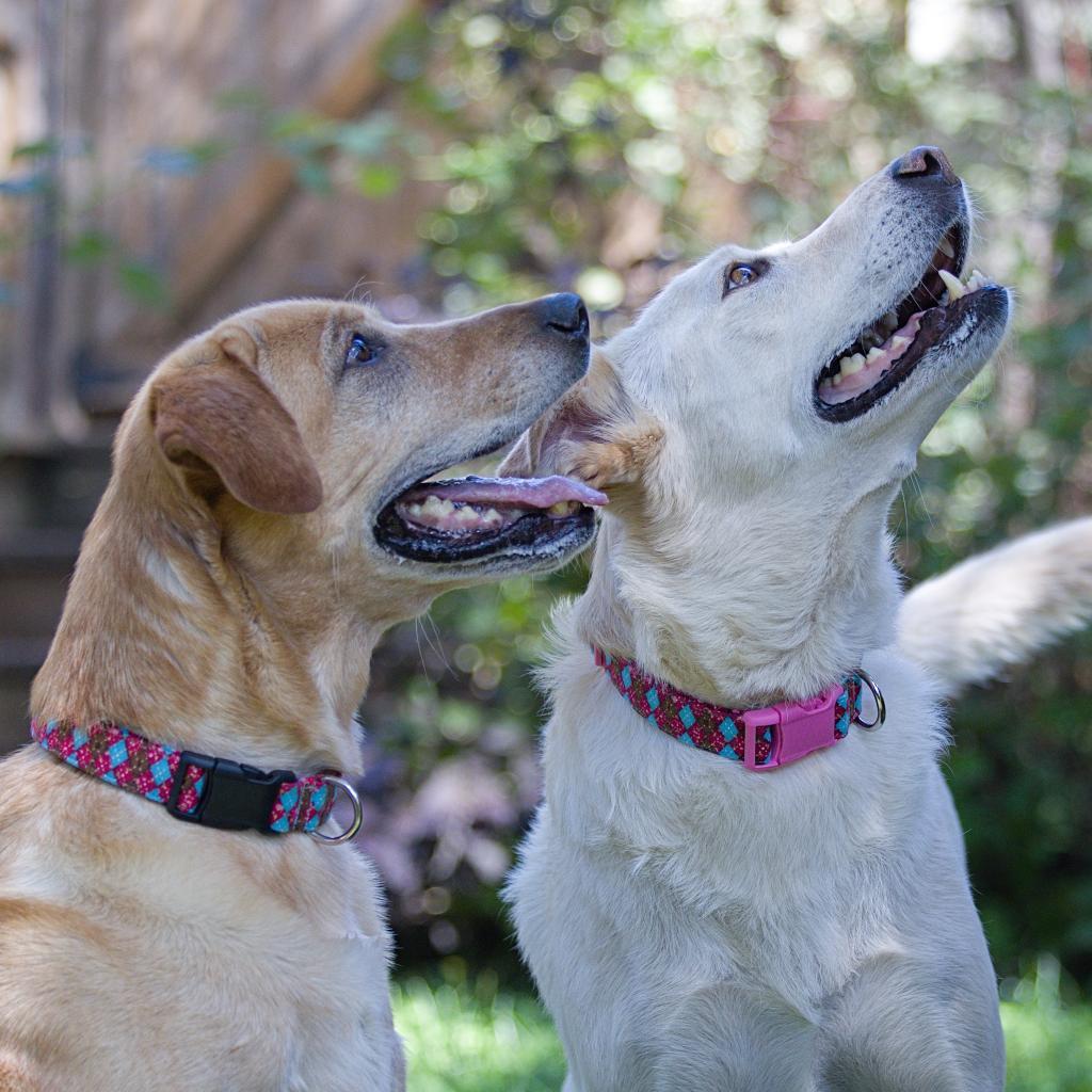 Kola, an adoptable Labrador Retriever in Calgary, AB, T3C 1W4 | Photo Image 3