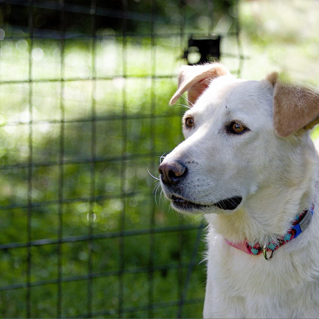 Kola, an adoptable Labrador Retriever in Calgary, AB, T3C 1W4 | Photo Image 4