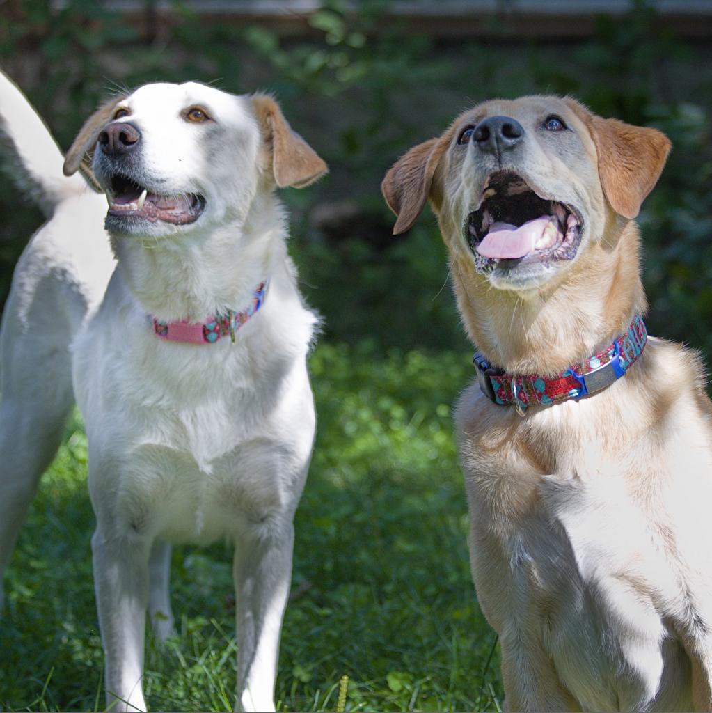 Kola, an adoptable Labrador Retriever in Calgary, AB, T3C 1W4 | Photo Image 5