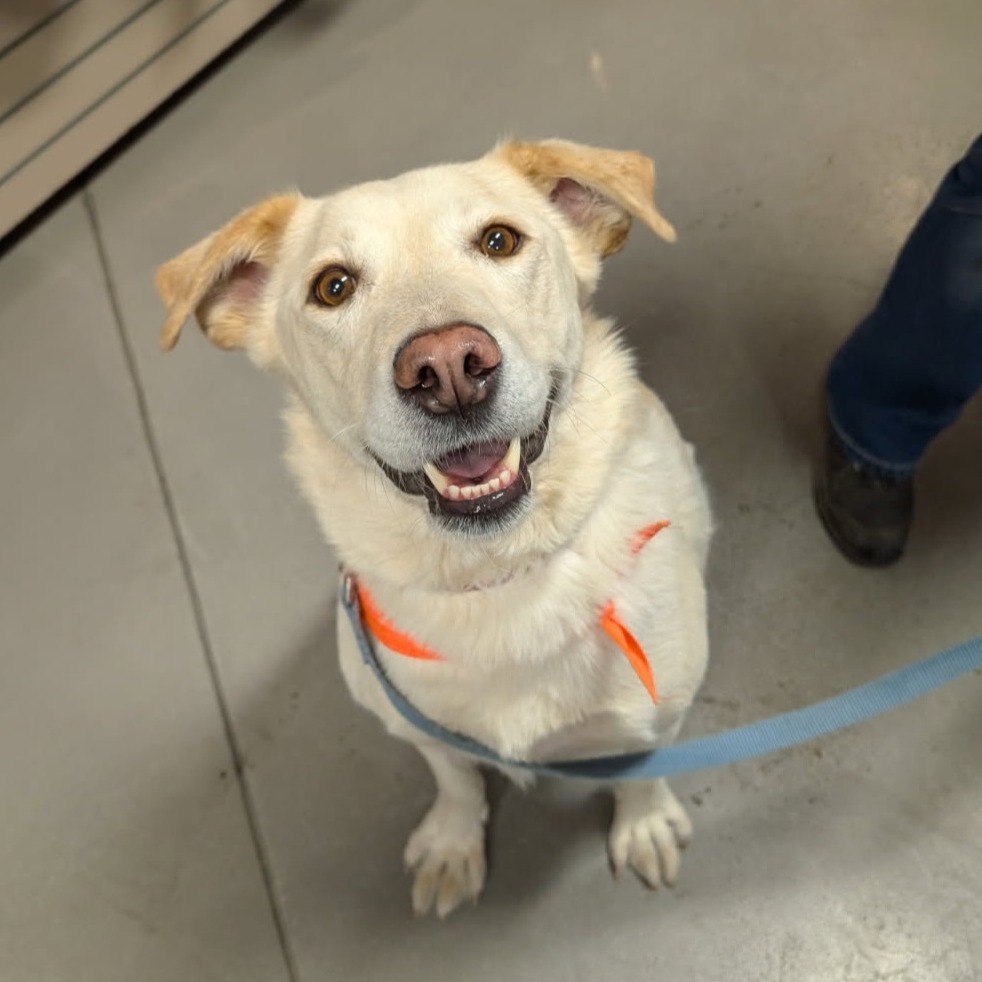 Kola, an adoptable Labrador Retriever in Calgary, AB, T3C 1W4 | Photo Image 6
