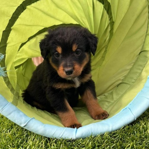 Hubble, an adoptable German Shepherd Dog, Mixed Breed in Calgary, AB, T3C 1W4 | Photo Image 2