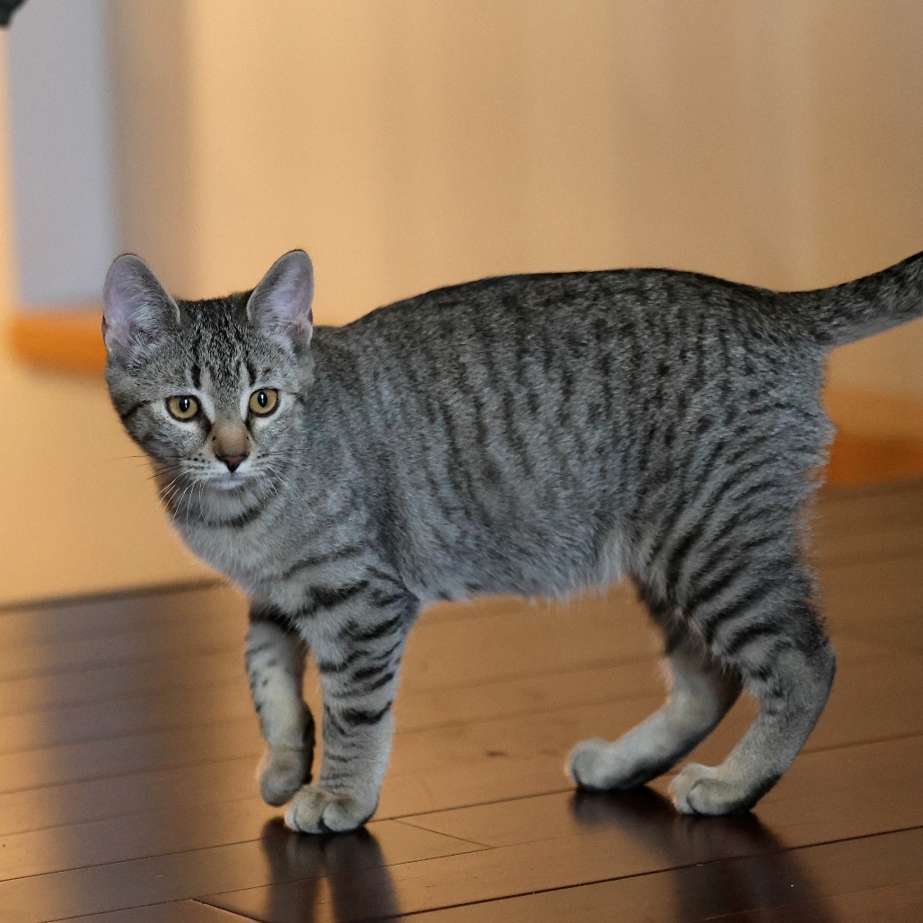 Cinnamon, an adoptable Domestic Short Hair in Calgary, AB, T3C 1W4 | Photo Image 1