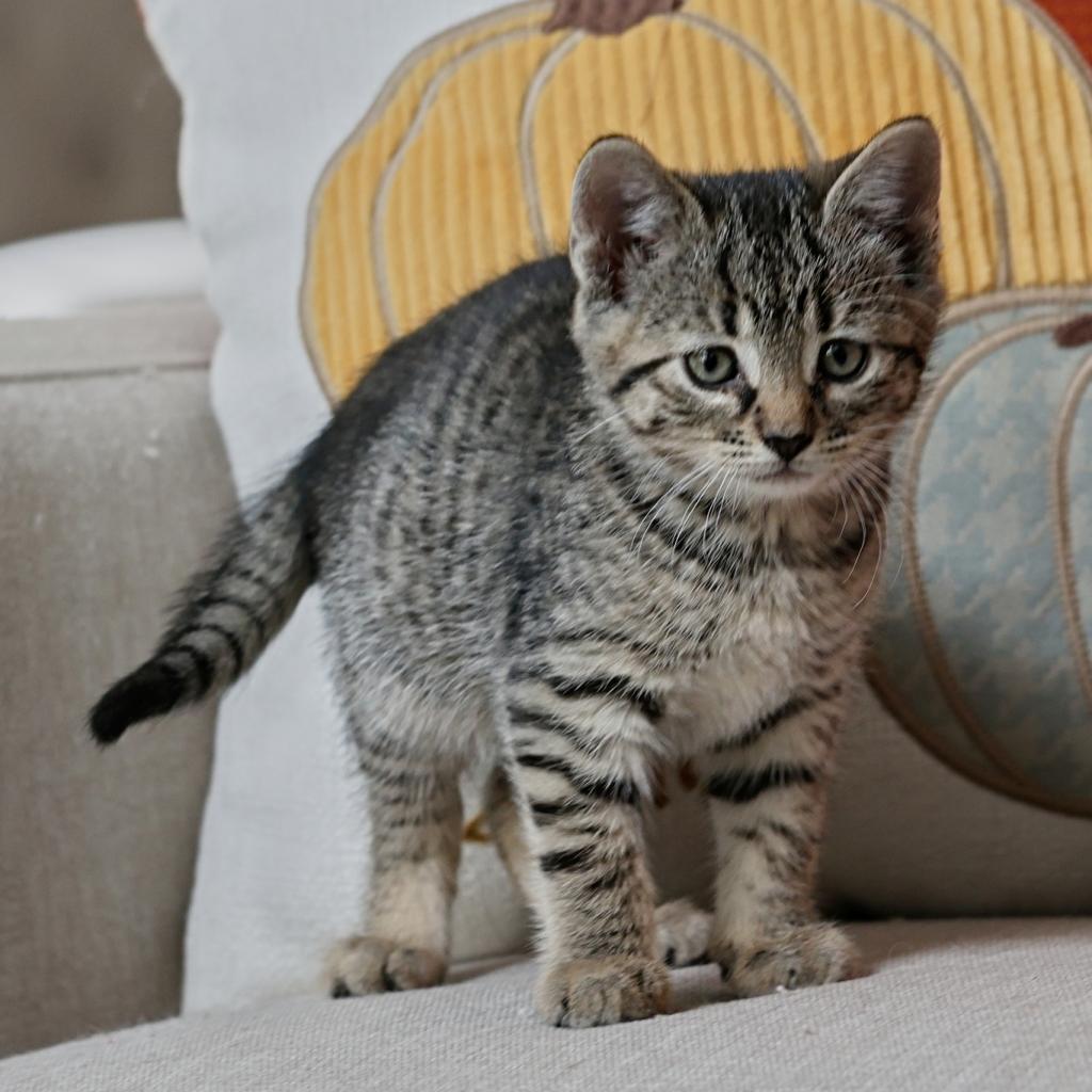 Cinnamon, an adoptable Domestic Short Hair in Calgary, AB, T3C 1W4 | Photo Image 2