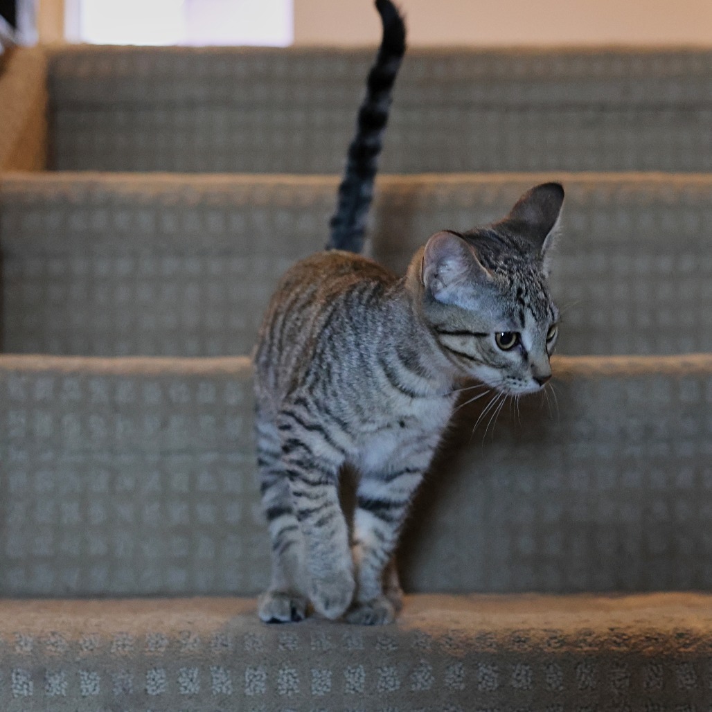 Cinnamon, an adoptable Domestic Short Hair in Calgary, AB, T3C 1W4 | Photo Image 3