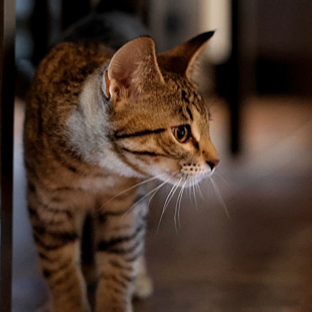 Cinnamon, an adoptable Domestic Short Hair in Calgary, AB, T3C 1W4 | Photo Image 4