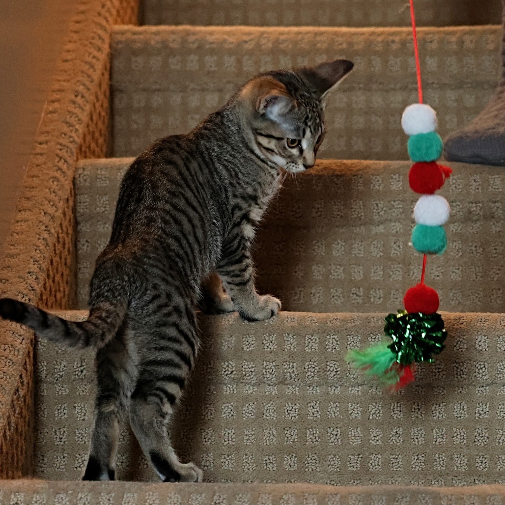 Cinnamon, an adoptable Domestic Short Hair in Calgary, AB, T3C 1W4 | Photo Image 5