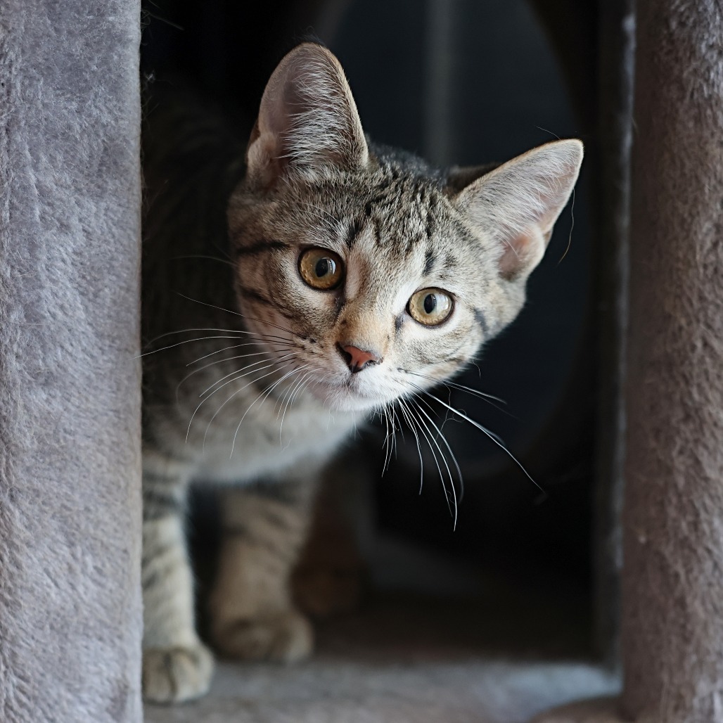 Cinnamon, an adoptable Domestic Short Hair in Calgary, AB, T3C 1W4 | Photo Image 6