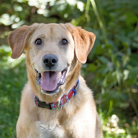 Bailey, an adoptable Labrador Retriever in Calgary, AB, T3C 1W4 | Photo Image 2