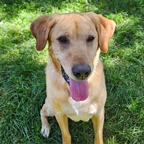 Bailey, an adoptable Labrador Retriever in Calgary, AB, T3C 1W4 | Photo Image 3