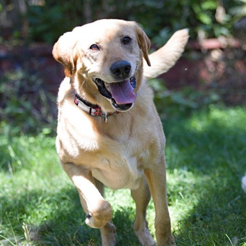 Bailey, an adoptable Labrador Retriever in Calgary, AB, T3C 1W4 | Photo Image 4